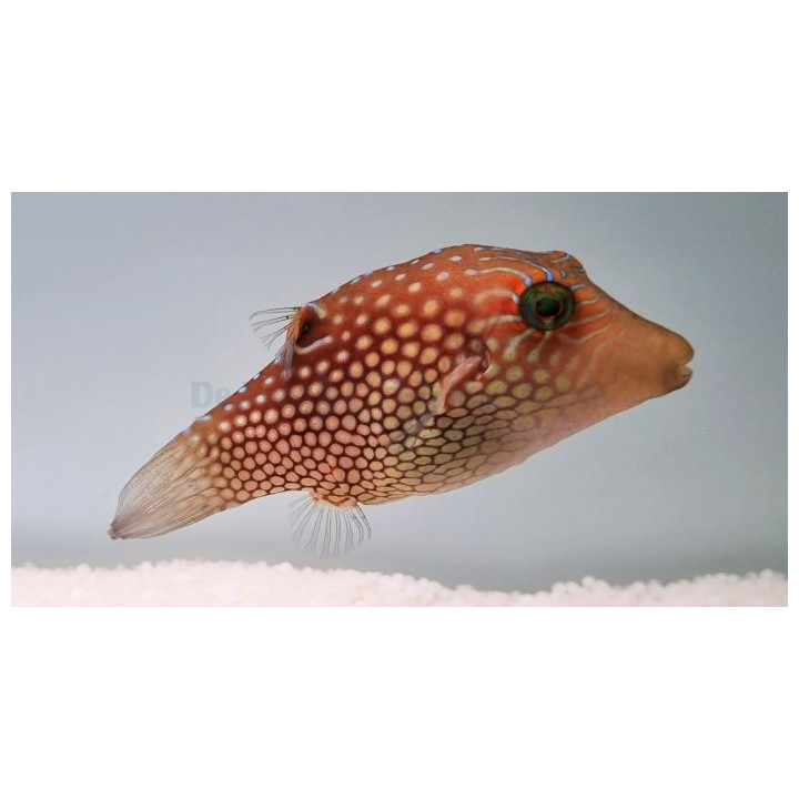 Canthigaster janthinoptera - Maldive Puffer