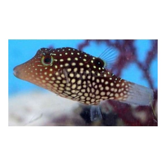 Canthigaster janthinoptera - Maldive Puffer