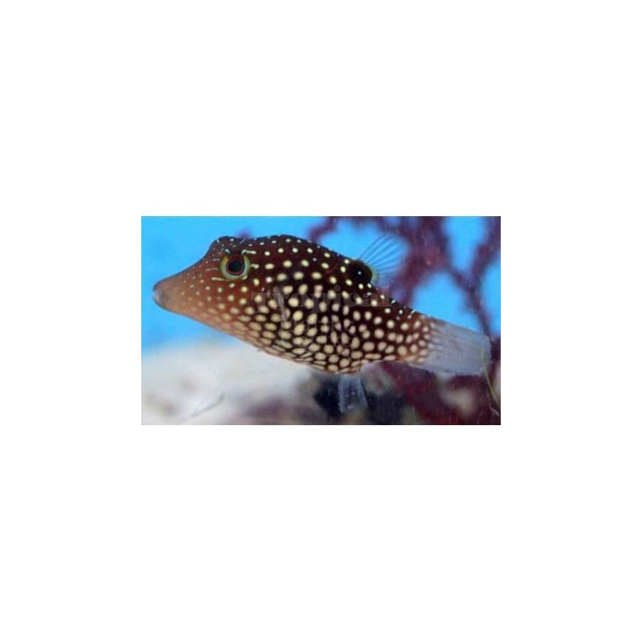 Canthigaster janthinoptera - Maldive Puffer