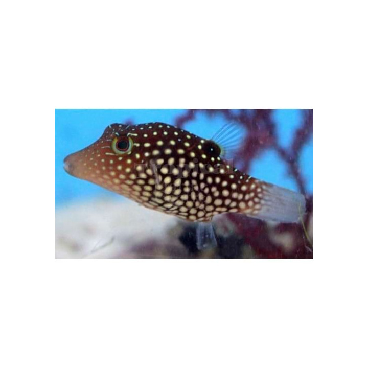 Canthigaster janthinoptera - Maldive Puffer