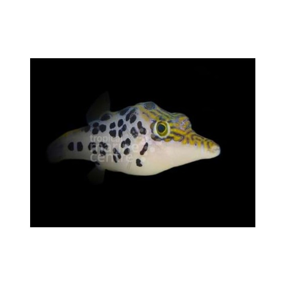 Canthigaster leoparda - Leopard Puffer