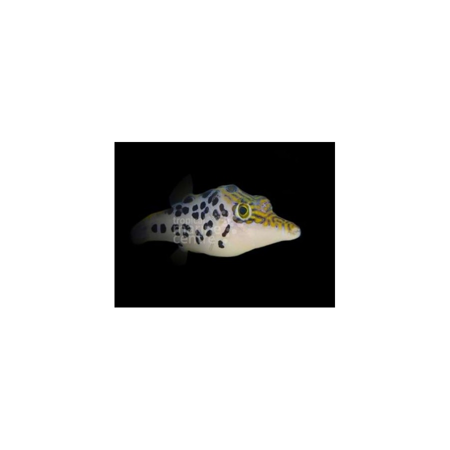 Canthigaster leoparda - Leopard Puffer