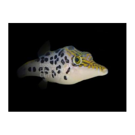 Canthigaster leoparda - Leopard Puffer