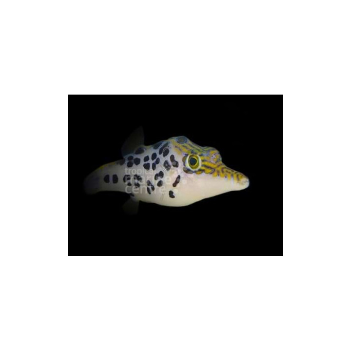 Canthigaster leoparda - Leopard Puffer