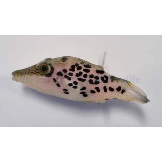 Canthigaster leoparda - Leopard Puffer