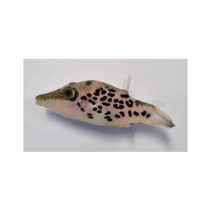 Canthigaster leoparda - Leopard Puffer