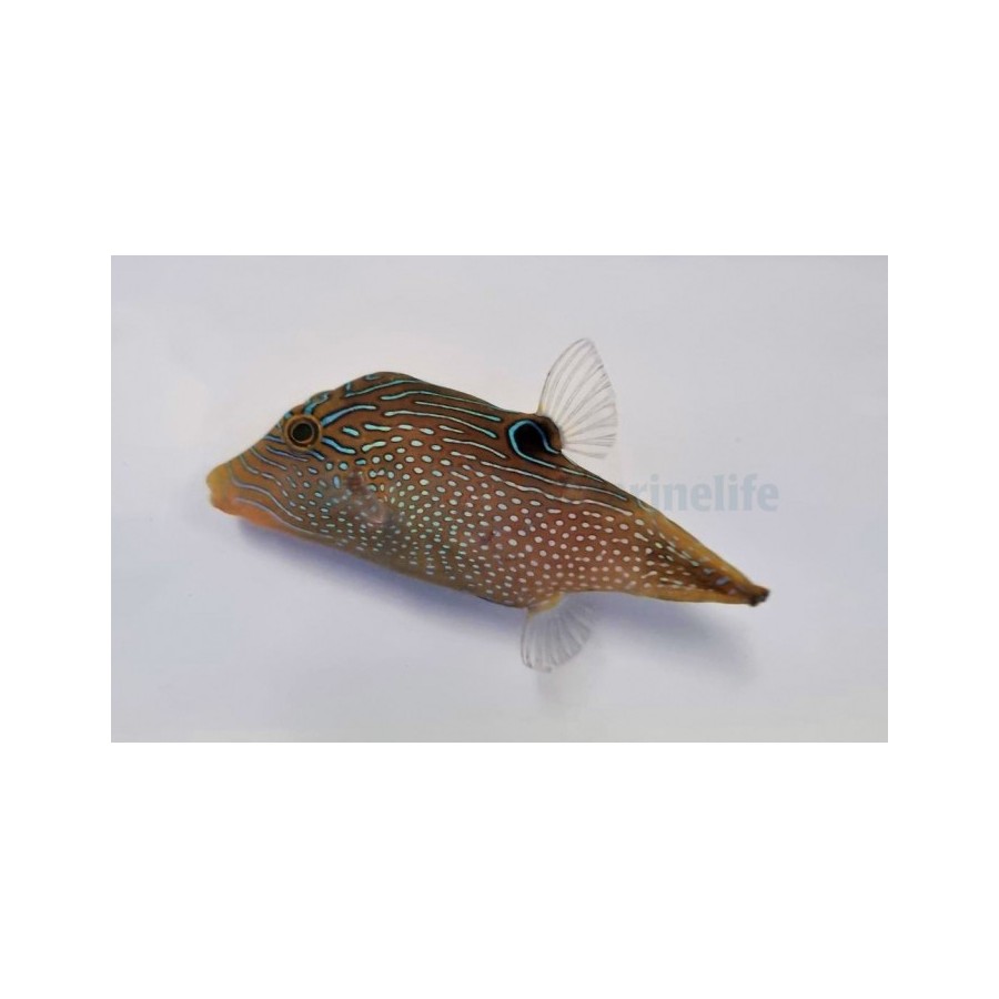 Canthigaster papua - Blue Spot Puffer