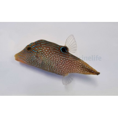 Canthigaster papua - Blue Spot Puffer