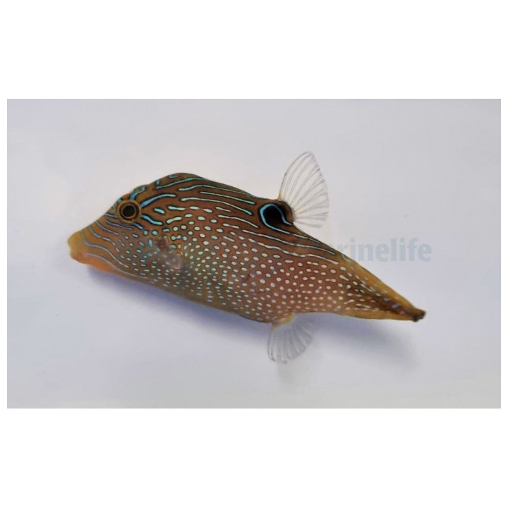 Canthigaster papua - Blue Spot Puffer