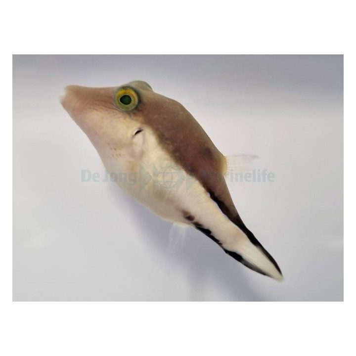 Canthigaster rostrata - Caribbean White Belly Puffer