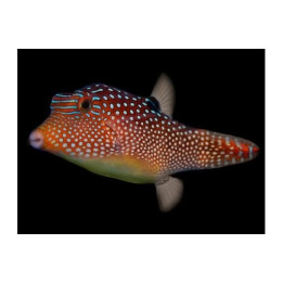 Canthigaster solandri - Jewel Puffer