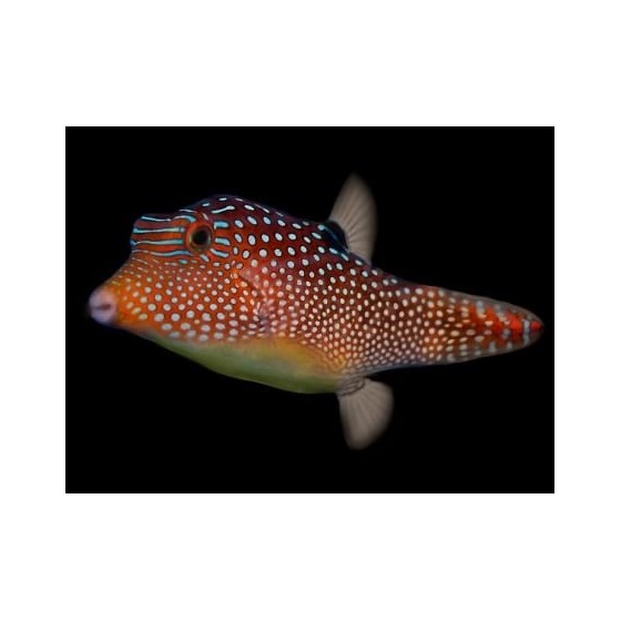 Canthigaster solandri - Jewel Puffer