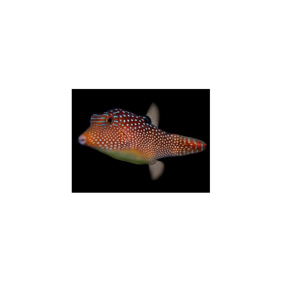 Canthigaster solandri - Jewel Puffer