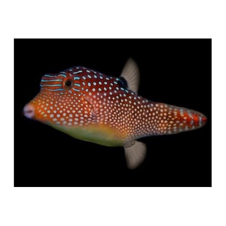 Canthigaster solandri - Jewel Puffer