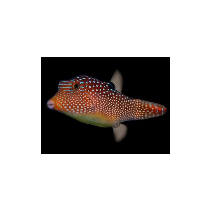 Canthigaster solandri - Jewel Puffer
