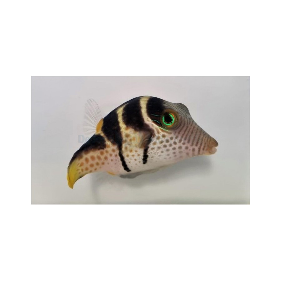 Canthigaster valentini - Satulapallokala - Valentini Puffer