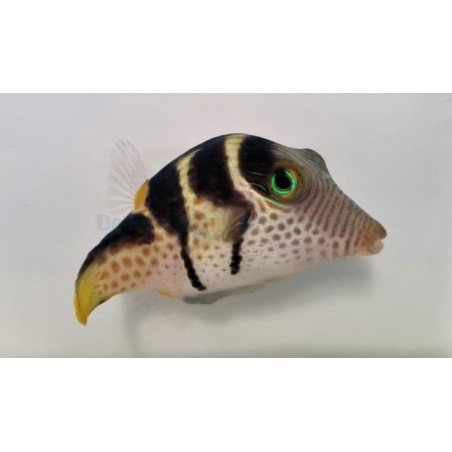 Canthigaster valentini - Satulapallokala - Valentini Puffer