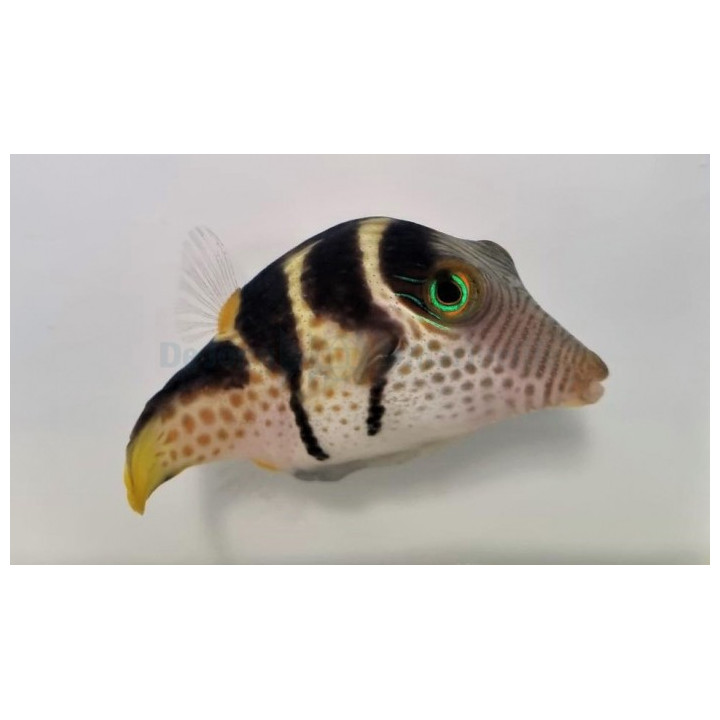 Canthigaster valentini - Satulapallokala - Valentini Puffer