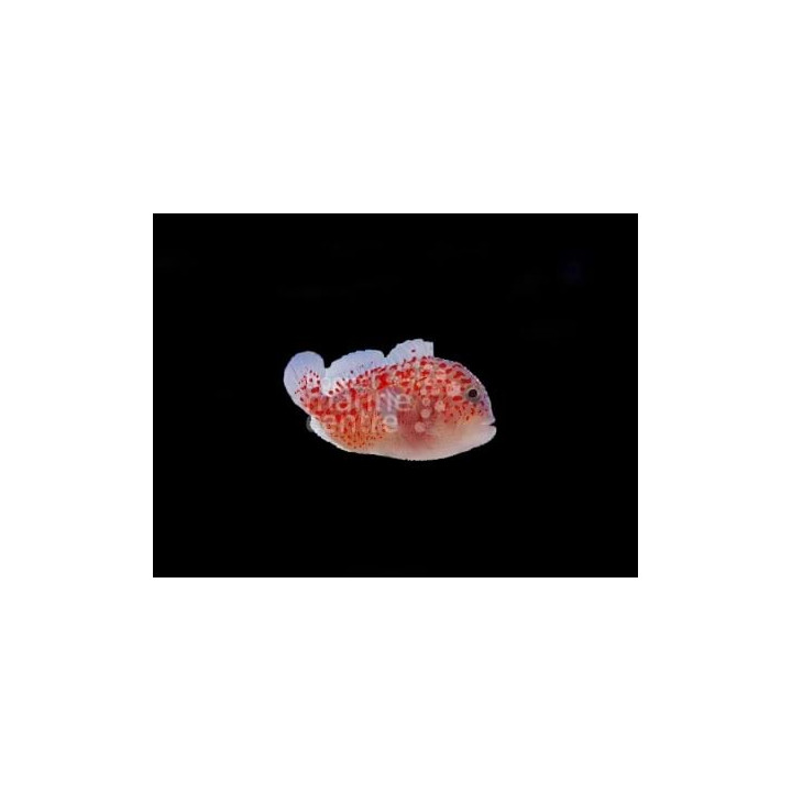 Caracanthus maculatus - Red Speckled Coral Goby - täpänukkasimppu