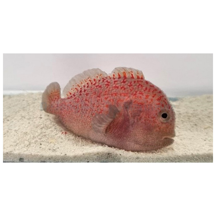 Caracanthus madagascariensis - punanukkasimppu