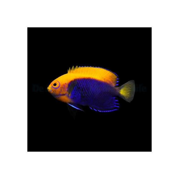 Centropyge acanthops - Oranssiherttuakala