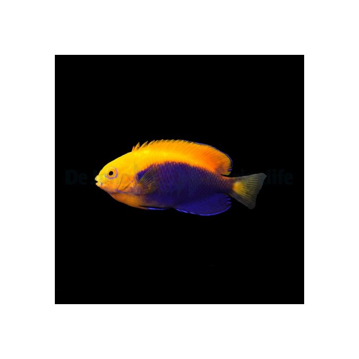 Centropyge acanthops - Oranssiherttuakala