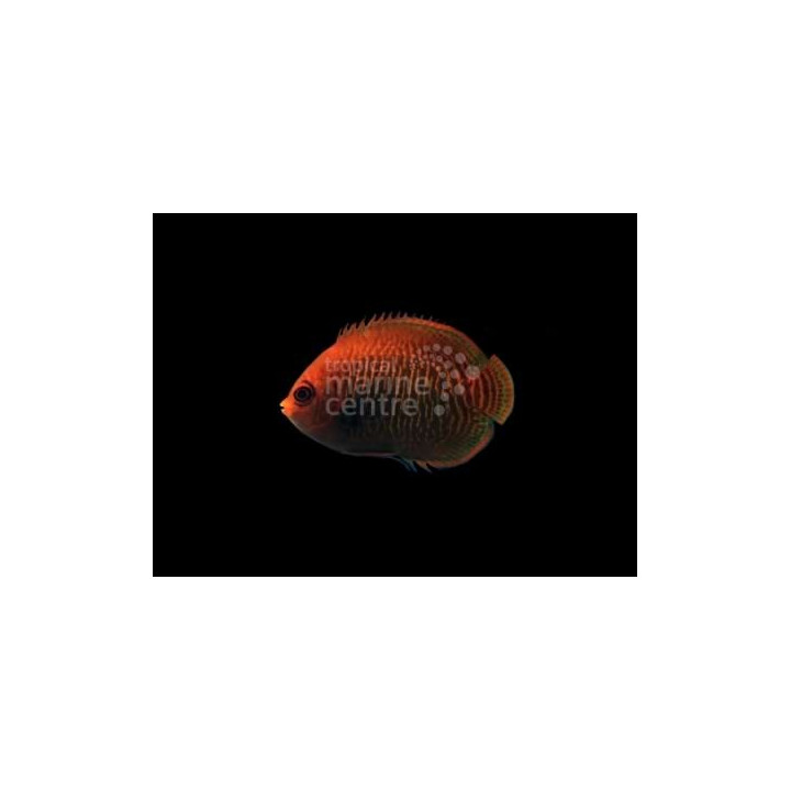 Centropyge aurantia - Kultaherttuakala