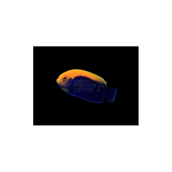 Centropyge aurantonotus - Liekkiherttuakala