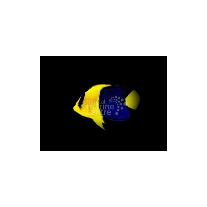 Centropyge bicolor - naamioherttuakala