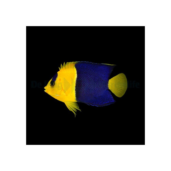 Centropyge bicolor - naamioherttuakala - viljelty