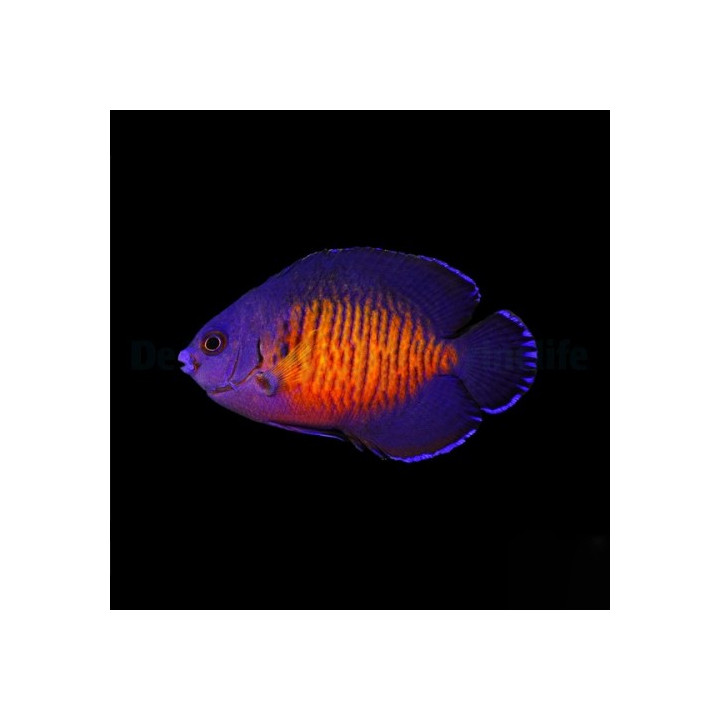 Centropyge bispinosa - purppuraherttuakala
