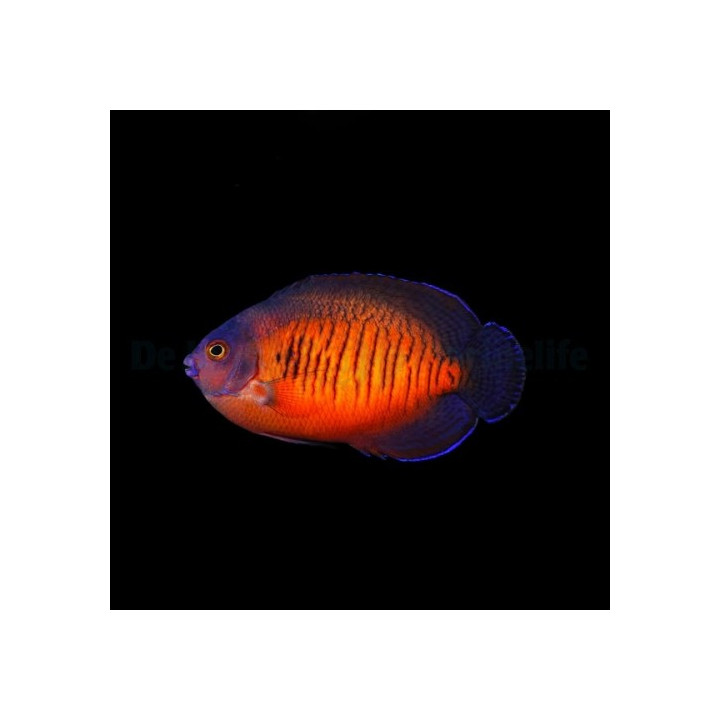 Centropyge bispinosa - purppuraherttuakala