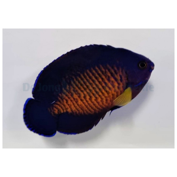Centropyge bispinosa - purppuraherttuakala
