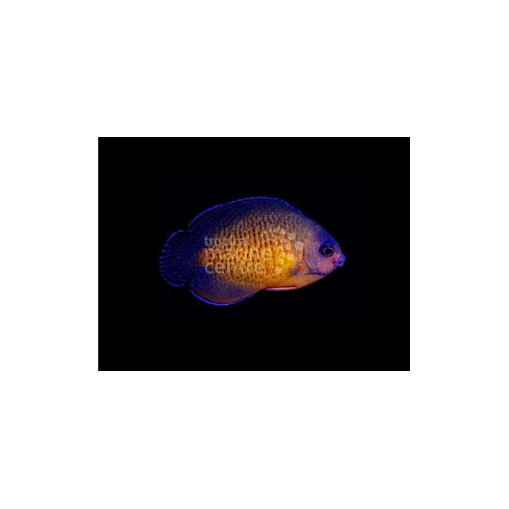 Centropyge bispinosa - purppuraherttuakala