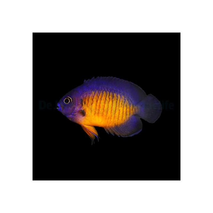 Centropyge bispinosa - purppuraherttuakala - viljelty
