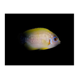 Centropyge cf flavissima - Keltaherttuakala hybridi