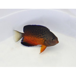 Centropyge ferrugata - Ruosteherttuakala