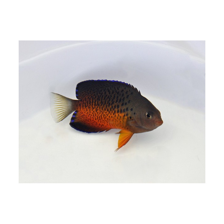 Centropyge ferrugata - Ruosteherttuakala