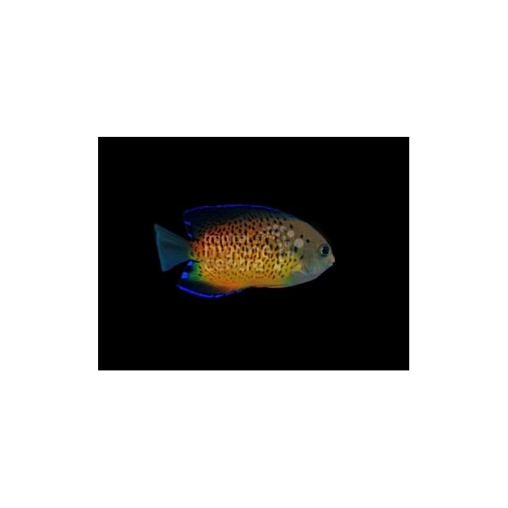 Centropyge ferrugata - Ruosteherttuakala