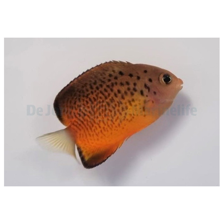 Centropyge ferrugata - Ruosteherttuakala