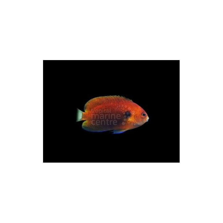 Centropyge fisheri - Persikkaherttuakala
