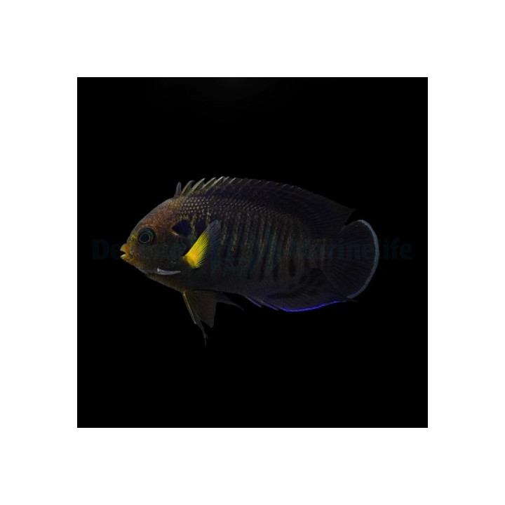 Centropyge flavipectoralis - Keltaeväherttuakala