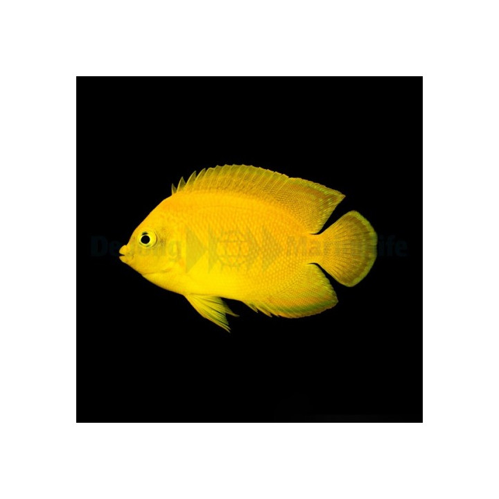 Centropyge heraldi