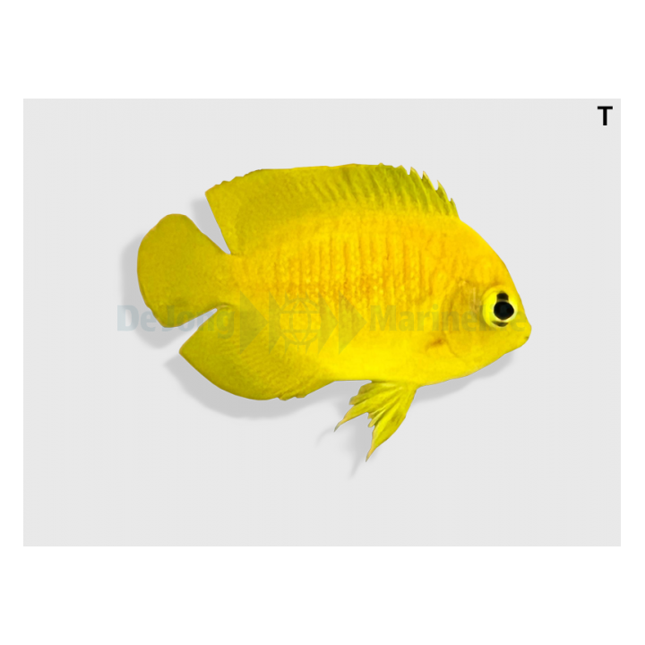 Centropyge heraldi