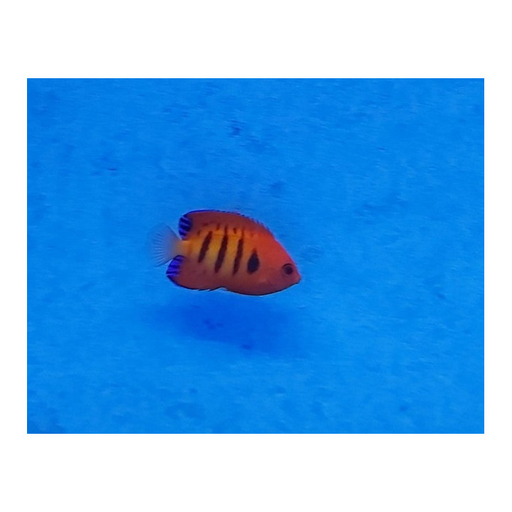 Centropyge loricula - tuliherttuakala