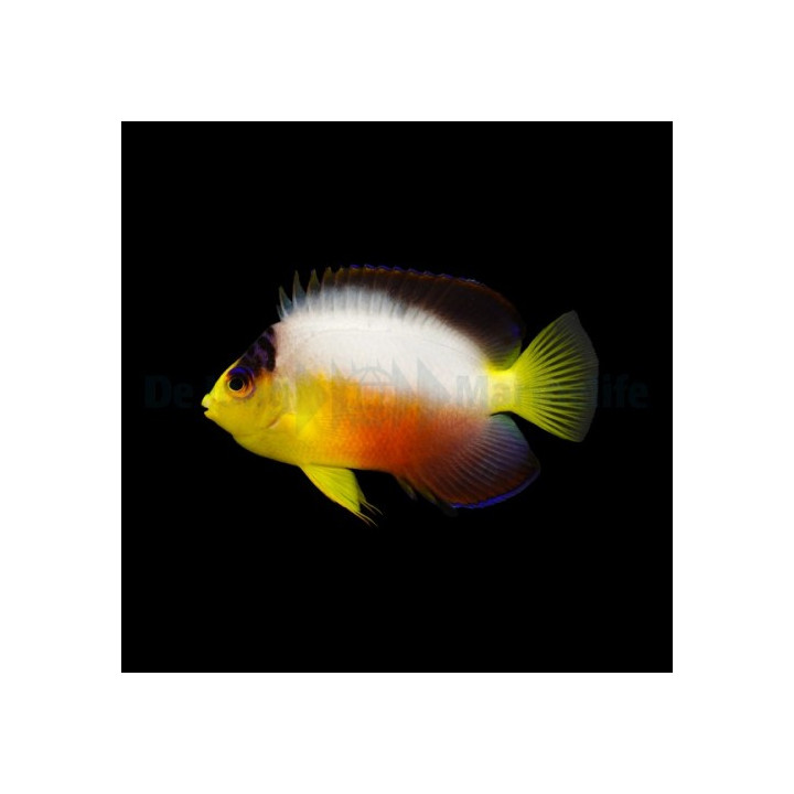 Centropyge multicolor -Palettiherttuakala