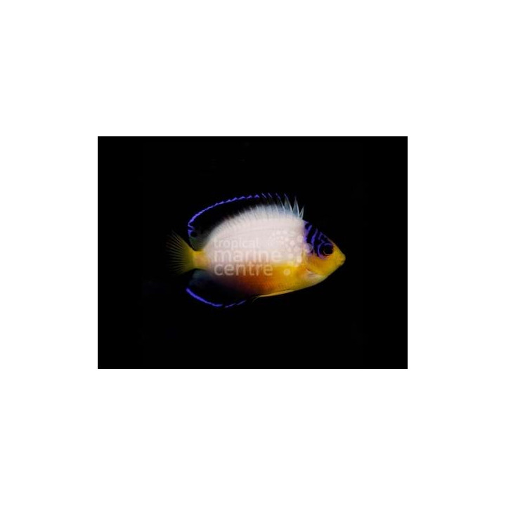 Centropyge multicolor -Palettiherttuakala