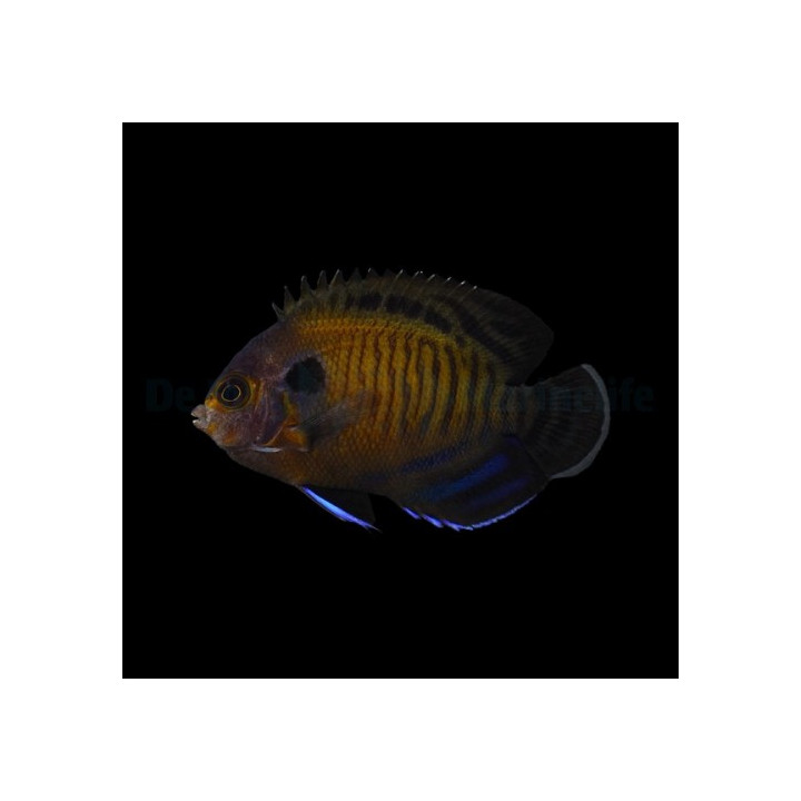 Centropyge multispinis - Pilkkiherttuakala