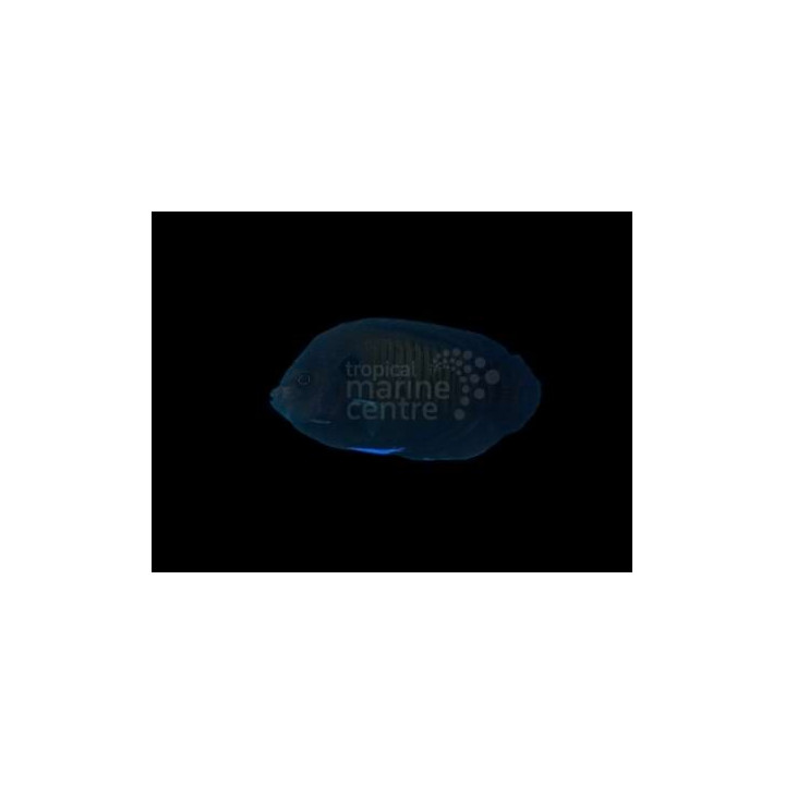 Centropyge multispinis - Pilkkiherttuakala