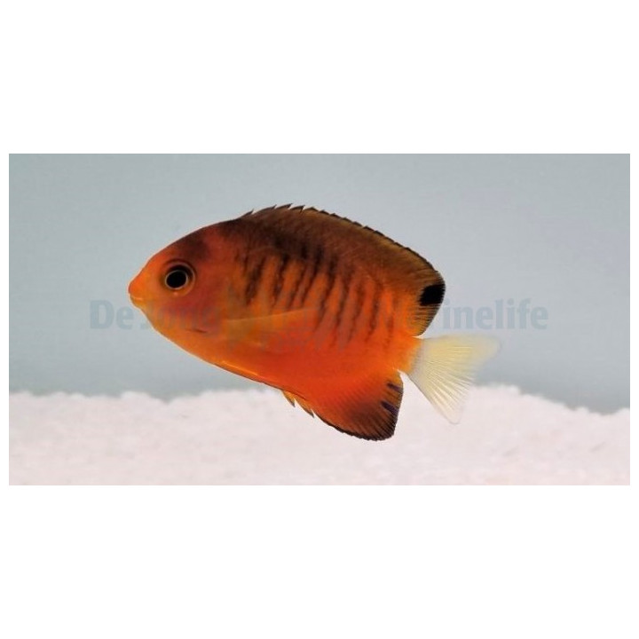Centropyge shepardi - Mangoherttuakala